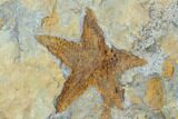 Starfish (Petraster?) & Edrioasteroid (Spinadiscus)- Ordovician #100503-1